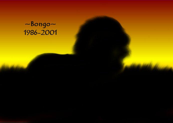 For Bongo - 1986-2001