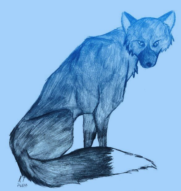 Enigma, the silver fox