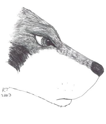 Nootka's profile in in black pen