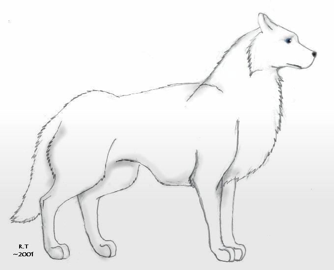 In Memory of Tundra, my Wolfdog