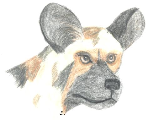 The endangered African Wild Dog