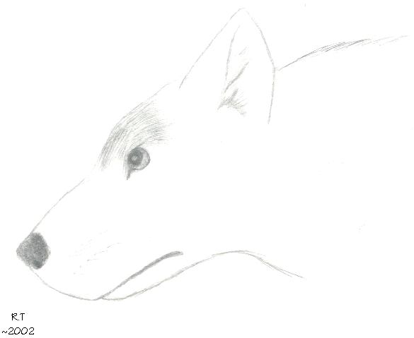 Zuni - Headshot in Pencil