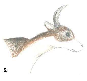 goat-antelope thing