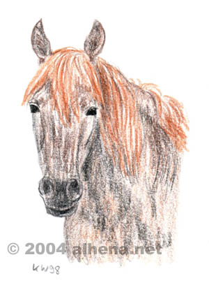 Horse Portrait