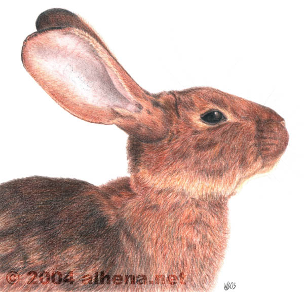 Belgian Hare Rabbit