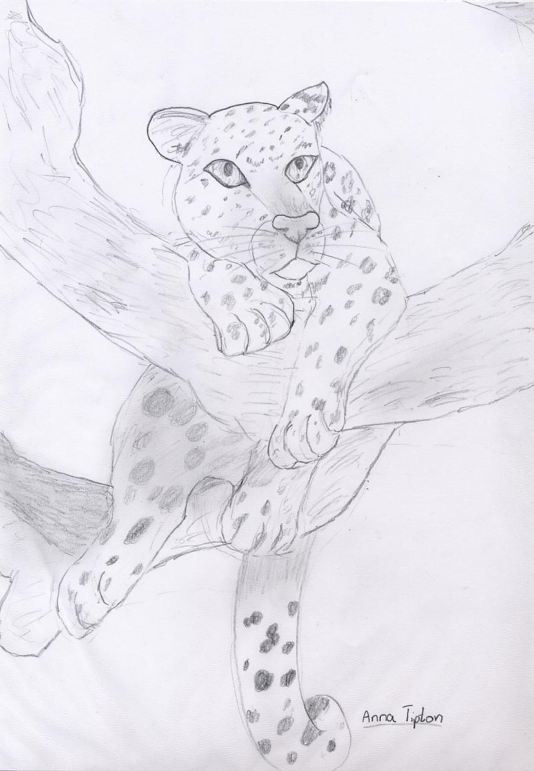 Leopard