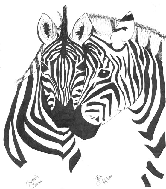 Burchell's Zebras