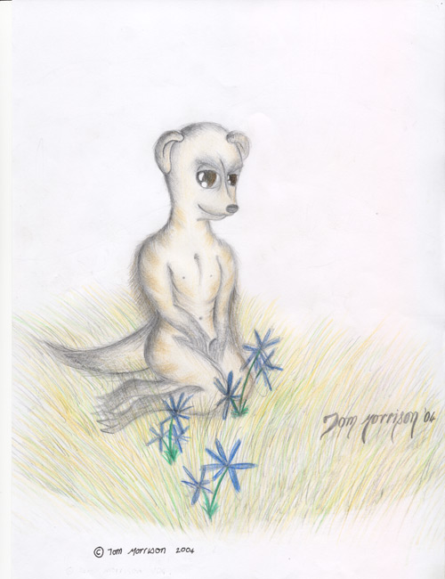 The Spring Meerkat