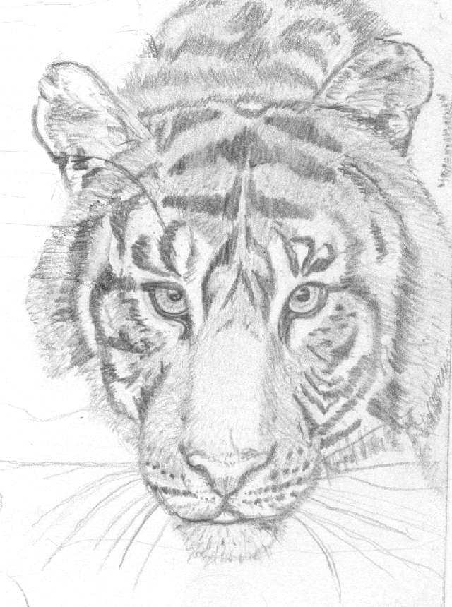 Photo study in pencil- Bengal Tiger