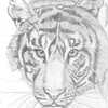 Photo study in pencil- Bengal Tiger