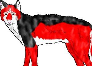 Blaze-Huskie