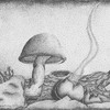 Stippled Mushrooms