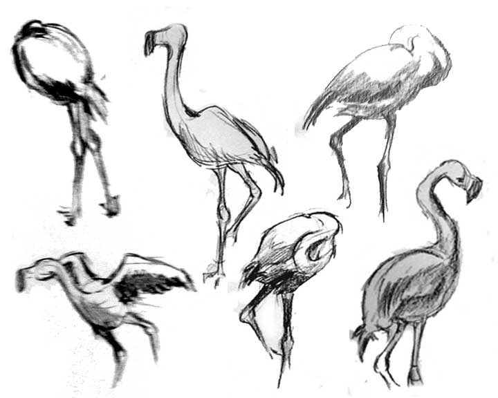 Flamingos