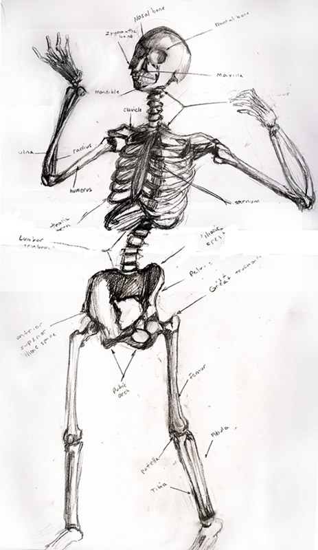 Skeleton (Front)