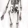 Skeleton (Back)