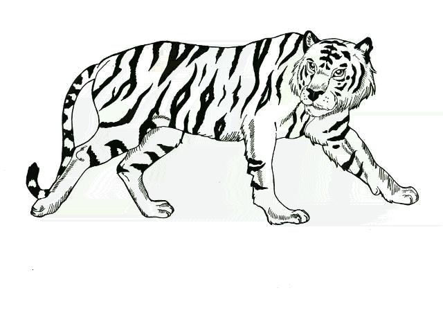 .::Pretty Tiger::.