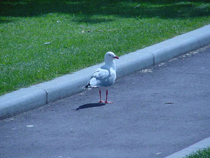 Seagull in the school quadrangle