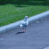 Seagull in the school quadrangle