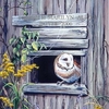 Old  Abandoned  Shed -  barn owl