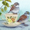 Tea for Two - white-throated sparrows