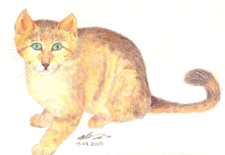 Sand Cat '05'