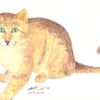 Sand Cat '05'