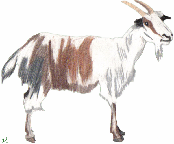 Italian Goat