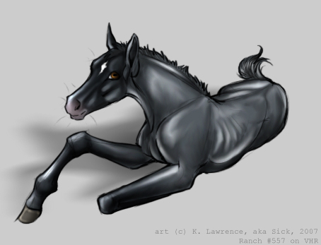 Black Foal Coloured Sketch