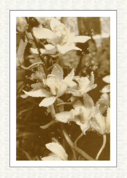 Sepia Toned Flowers