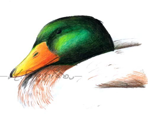 duck drawing