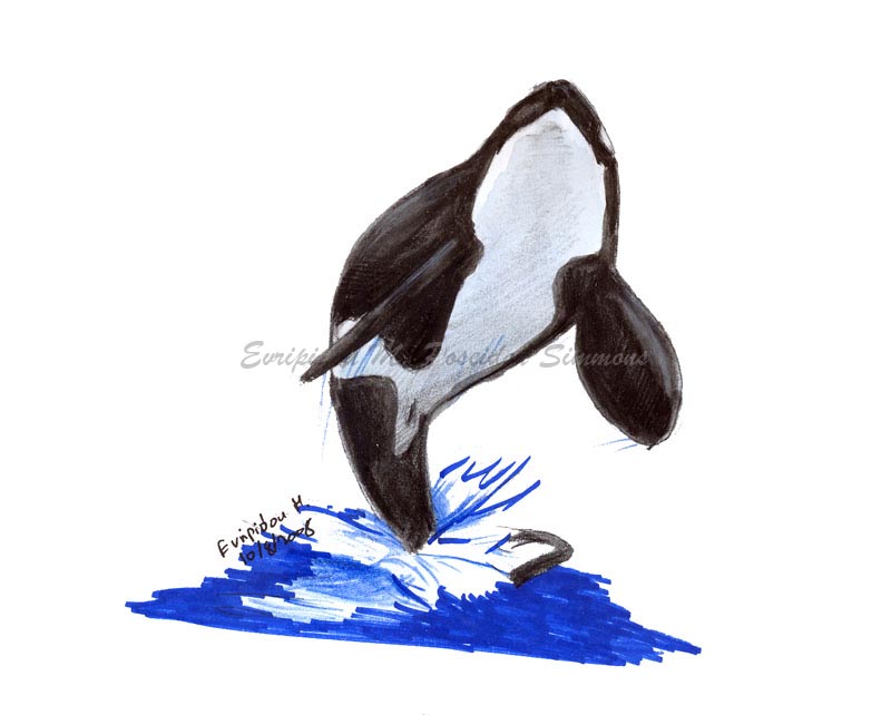 orca watercolour sketch