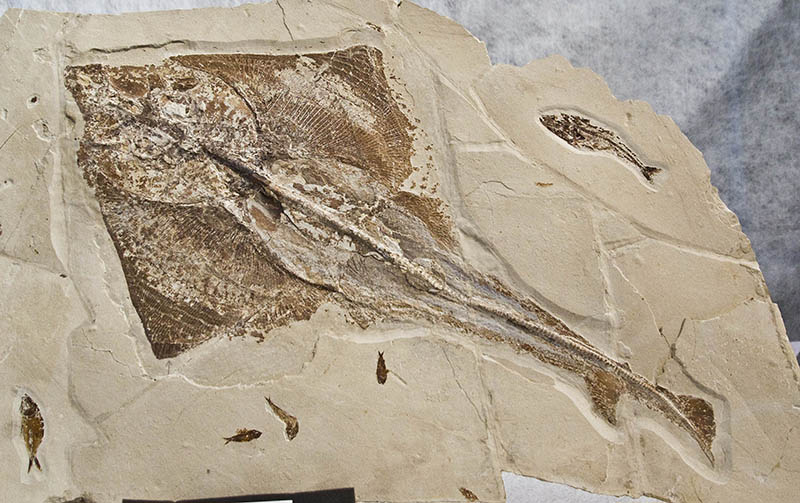 ray fish fossil from Lebanon
