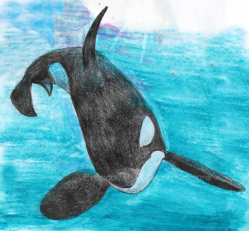 orca coloured pencils