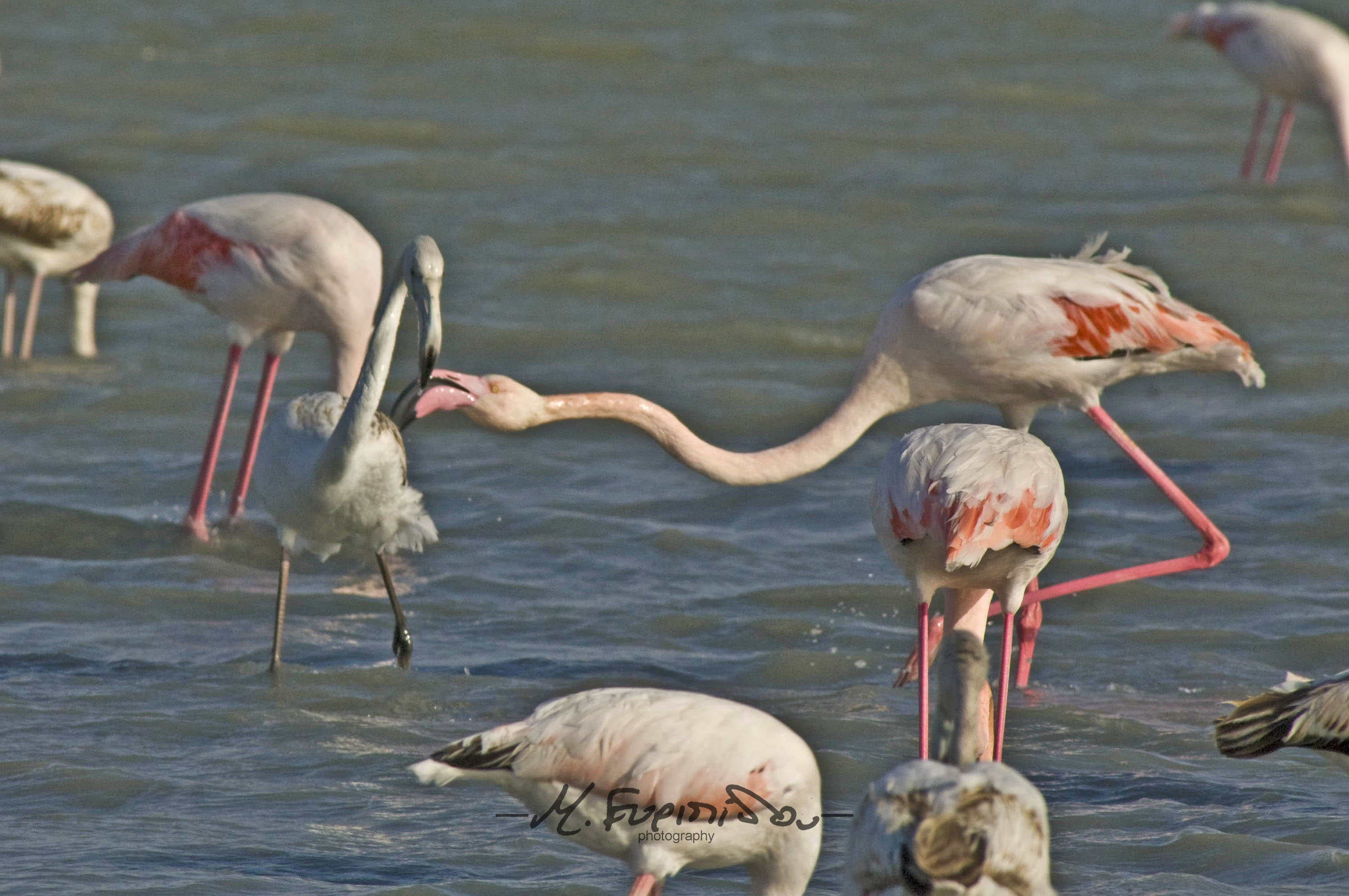 16-12-2018 flamingo at lady's mile salt lake Cyprus