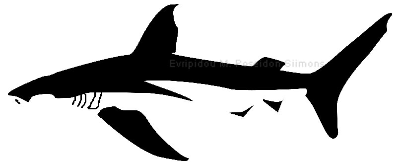 shark stylized