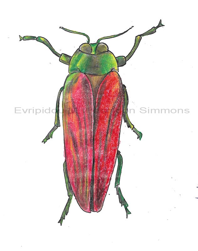 insect coloured pencils