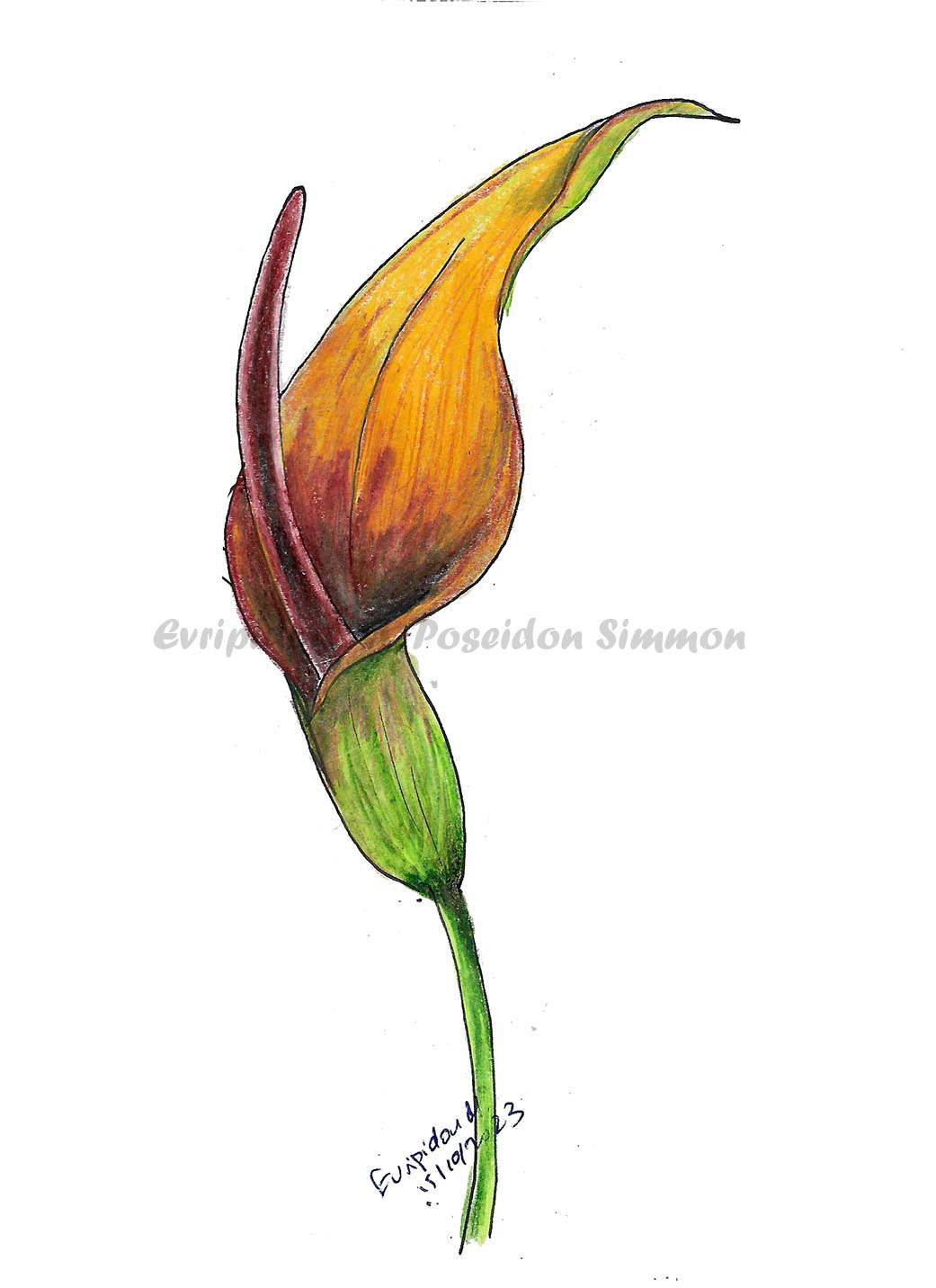 arum flower-coloured pencils