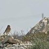 12-5-2015 bird at Alamanos Cyprus