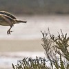 crested lark taking off