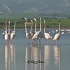 Cyprus-Flamingo at Larnacas salt lake