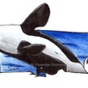 orca-coloured pencils