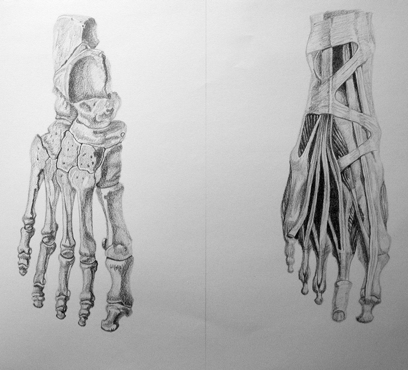 Life Drawing Class - Anatomy - Foot
