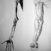 Life Drawing Class - Anatomy - Upper Limb