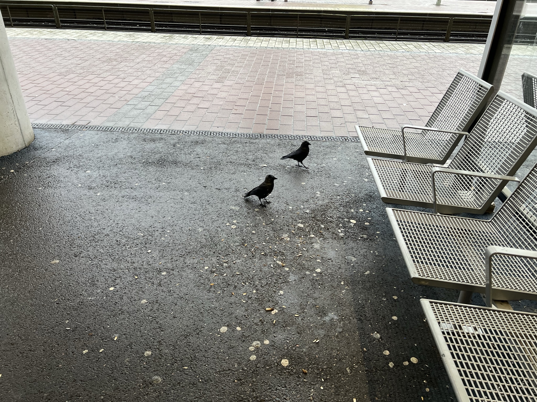 Bird Passengers