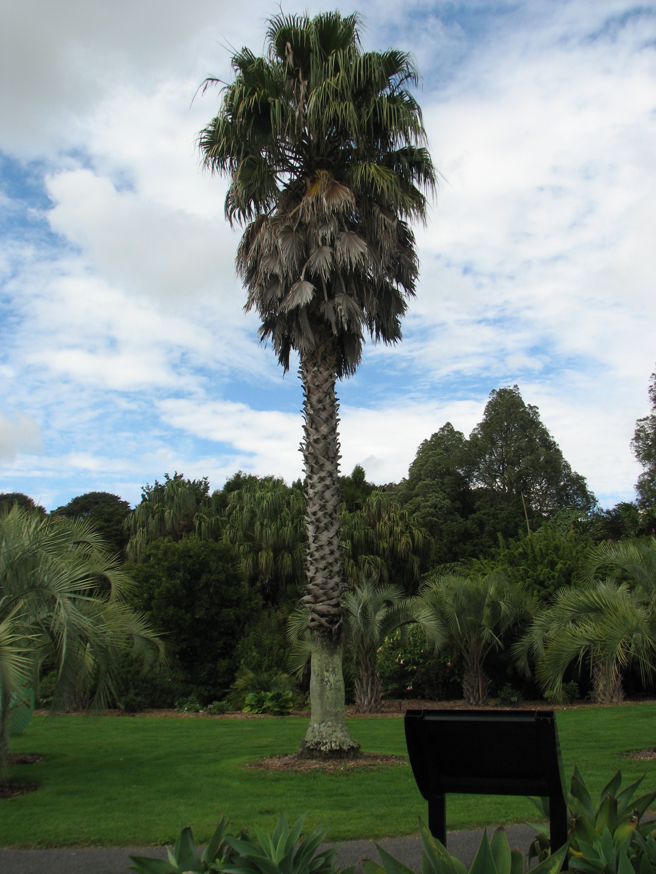 Kiwi Palm