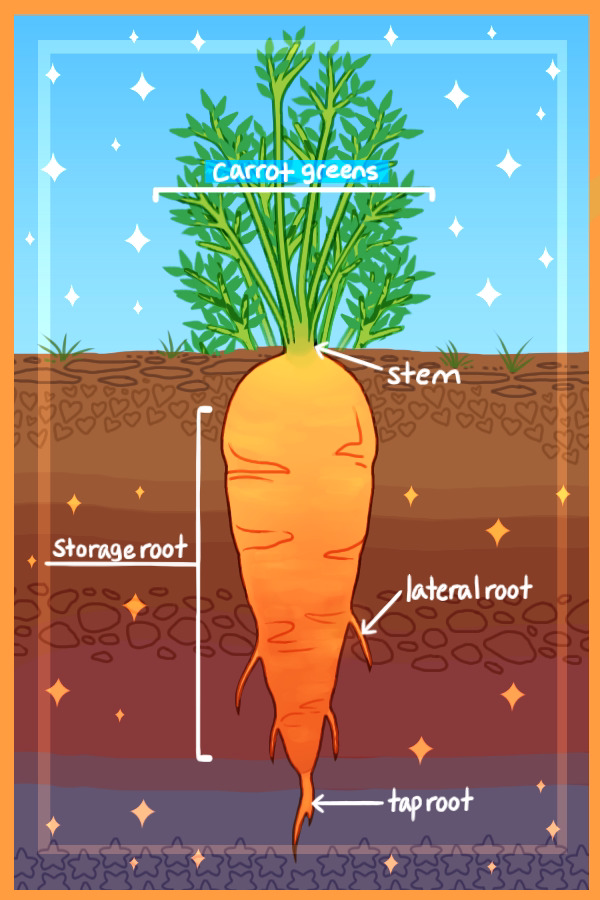 a root vegetable