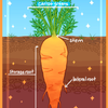 a root vegetable