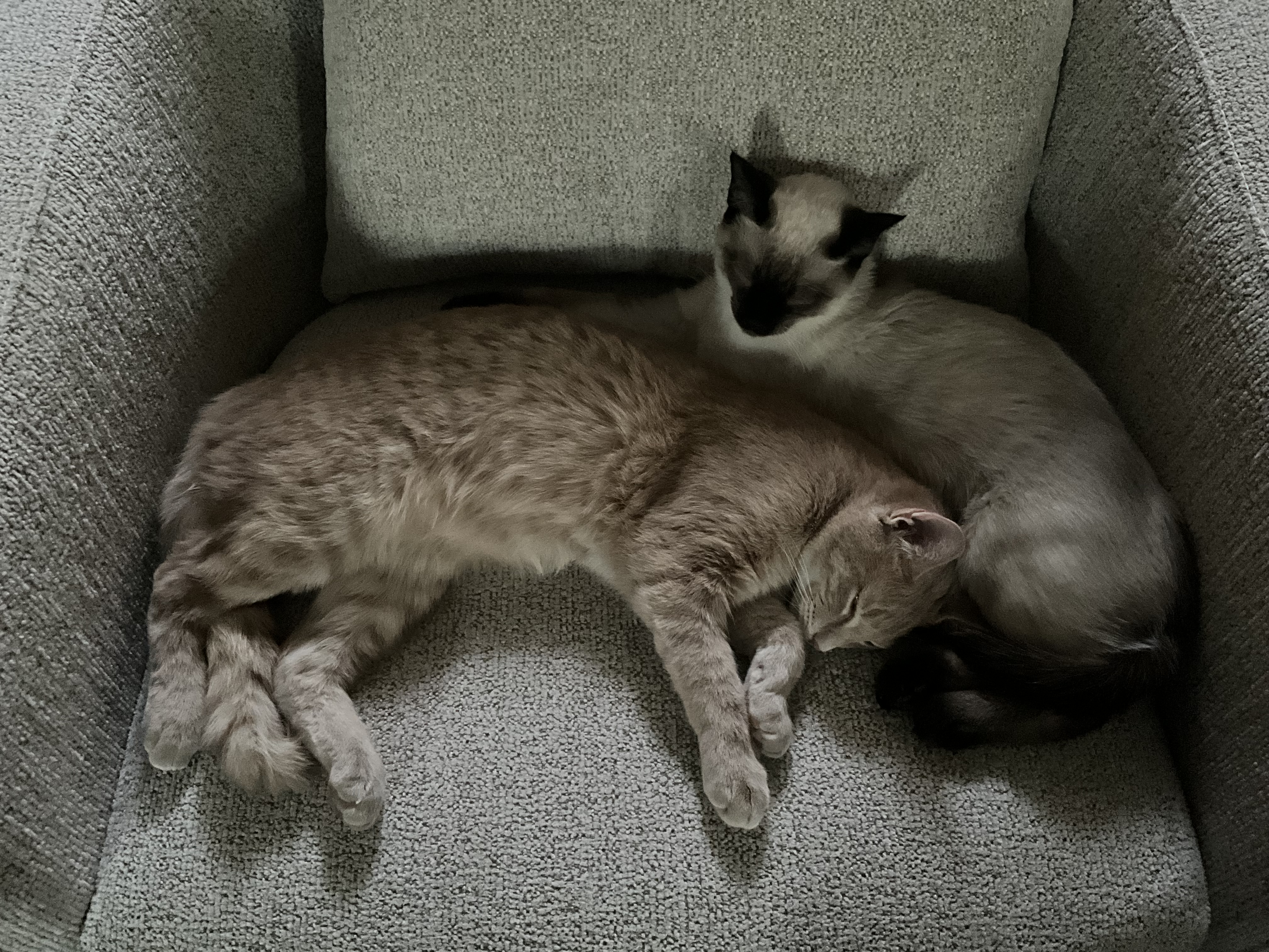 Max & Bleu On The Chair