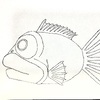 Big Eyed Fish Design