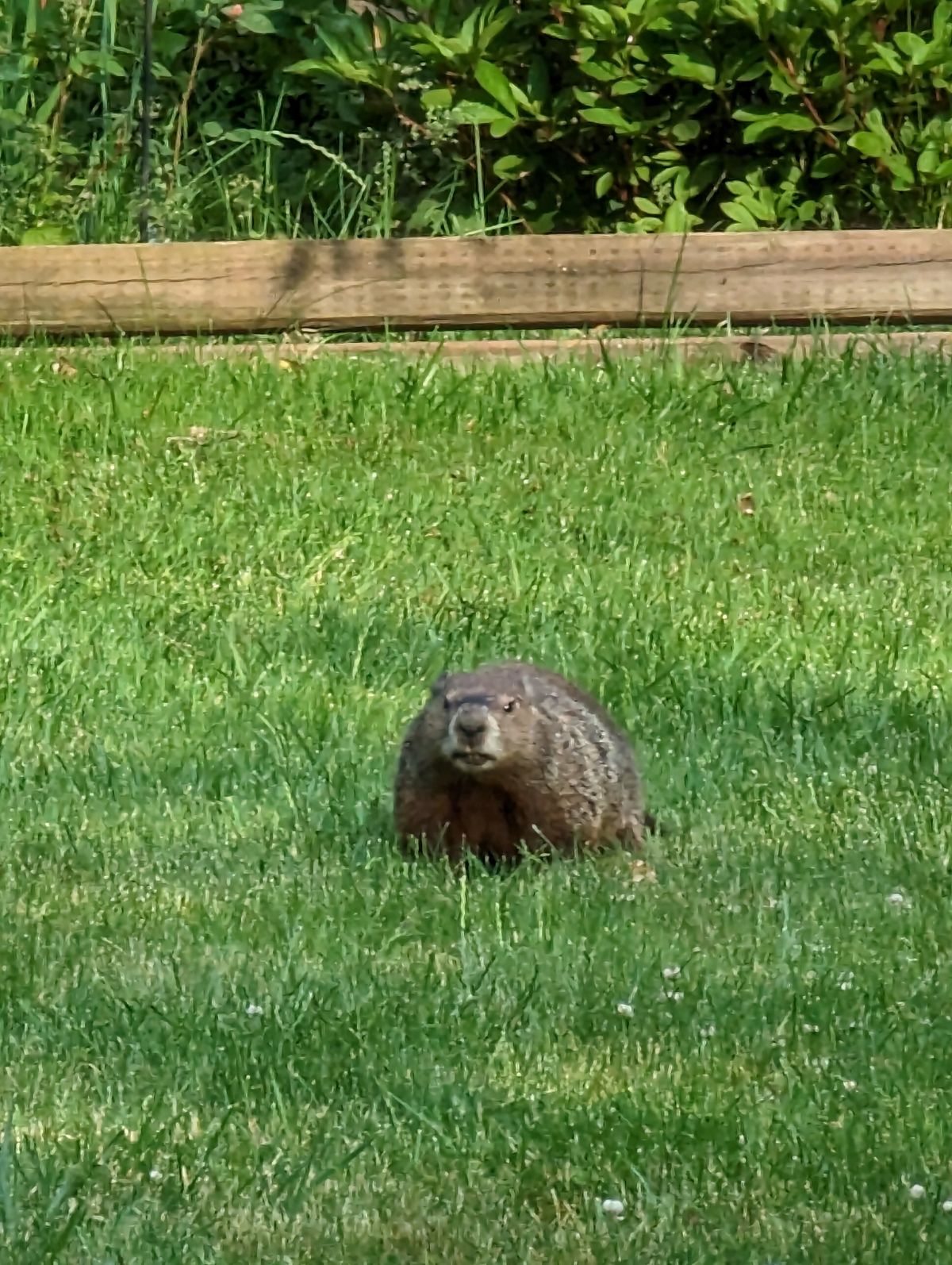 Angry beaver, uhm, I mean groundhogs